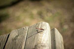 proche en haut coup de le libellule. insecte photo