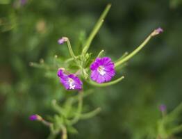 concept coup de le champ avec sauvage fleurs. la nature photo