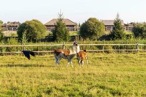 coup de le lamas en jouant dans le cour. animaux photo