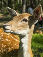 coup de le cerfs dans le forêt. animaux photo