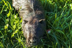 coup de le rat musqué par le banque de le rivière. animal photo