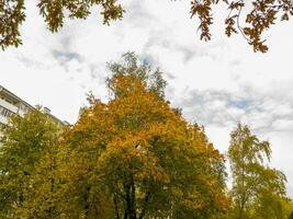coup de le coloré l'automne des arbres. la nature photo
