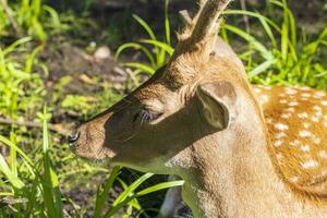 coup de le cerfs dans le forêt. animaux photo