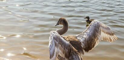 proche en haut coup de le cygnets, canards, cygnes par le étang. à plumes photo