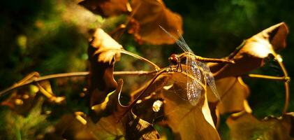 proche en haut coup de le libellule. la nature photo