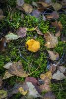 proche en haut coup de le petit champignon chanterelle dans le forêt. la nature photo