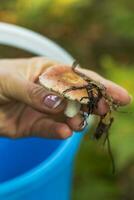 proche en haut coup de le petit russula champignon . la nature photo