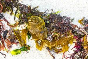 différent les types de algue mer herbe plage le sable et l'eau. photo
