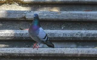 pigeons des oiseaux séance sur escaliers pas dans puerto escondido Mexique. photo