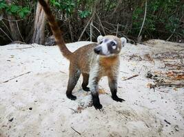 coati manteau renifler et chercher pour nourriture tropical jungle Mexique. photo