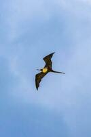 les oiseaux fregat volent sur fond de nuages de ciel bleu au mexique. photo