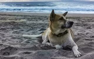 chien relaxant allongé sur le sable de la plage sous le soleil du mexique. photo