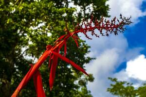 tropical plante avec magnifique rouge tige fleur dans cobá Mexique. photo