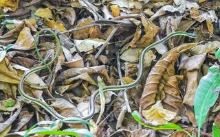 vert petit tropical serpent dans le des buissons Tulum ruines Mexique. photo