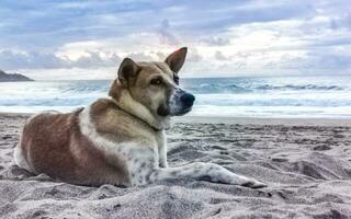 chien relaxant allongé sur le sable de la plage sous le soleil du mexique. photo