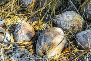 la vieille noix de coco tombée se trouve sur la plage et pourrit. photo