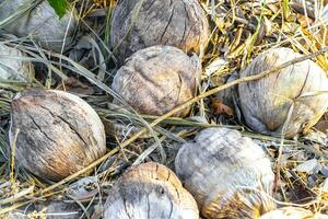 la vieille noix de coco tombée se trouve sur la plage et pourrit. photo