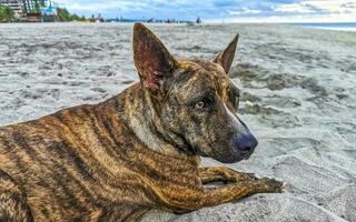 chien relaxant allongé sur le sable de la plage sous le soleil du mexique. photo