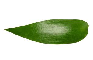 vert feuille de de mariée léche-botte plante sur isolé Contexte photo