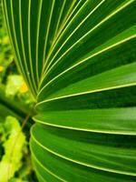 une proche en haut de une paume feuille avec vert feuilles photo