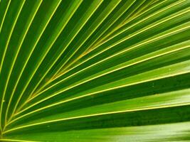 une proche en haut de une paume feuille avec vert feuilles photo