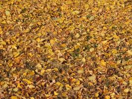 texture du feuillage d'automne des arbres photo
