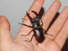 gros coléoptère insectes coléoptères photo