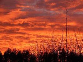 coucher de soleil enflammé sur la forêt naturelle photo