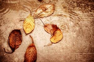 sec l'automne feuilles dans le flaque photo