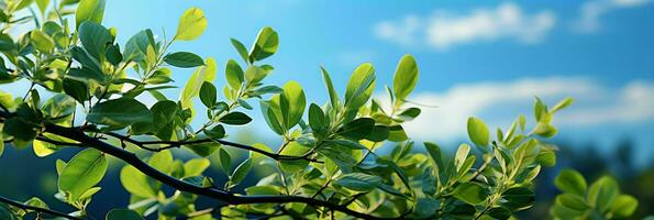 ai généré Frais vert feuilles avec nuageux bleu ciel voir. génératif ai photo