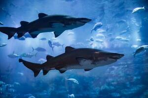 grand requin blanc photo