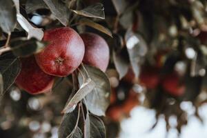 rouge pommes sur le arbre photo