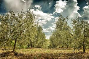 Olives jardin photo