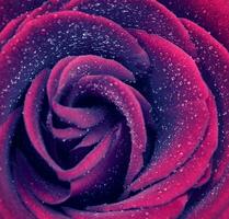 magnifique Rose Contexte photo
