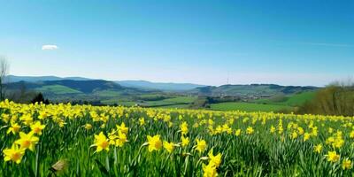 ai généré jonquille fleurs dans le champ avec bleu ciel voir. génératif ai photo