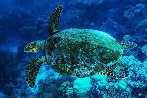 gros tortue sous-marin photo