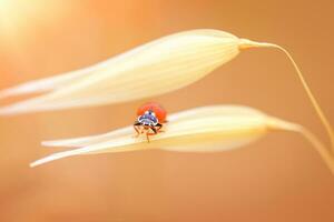 coccinelle sur le blé photo