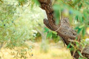 olive arbre jardin photo