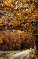 l'automne paysage avec une pont photo