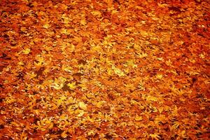 fond de feuilles d'automne photo