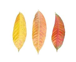 Collection de feuilles d'automne jaunes sur fond blanc photo