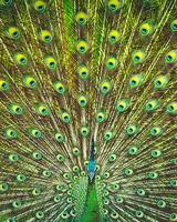incroyable beauté de une de paon queue photo