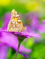 magnifique papillon dans printemps photo