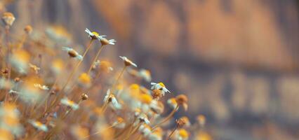 Marguerite fleurs panoramique Contexte photo