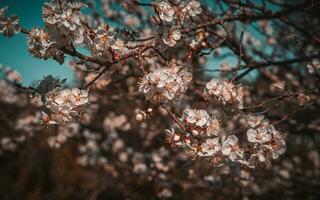 fond de fleur de cerisier photo