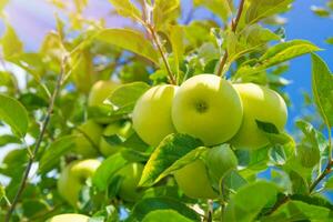 Pomme des fruits Contexte photo