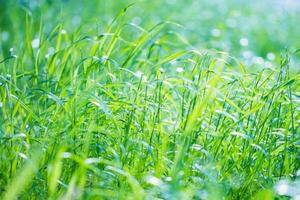 fond d'herbe verte fraîche photo