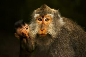 sauvage singe famille photo