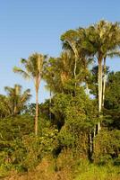 intérieur de primaire tropical forêt tropicale dans Pérou photo