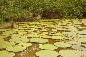 géant l'eau lis Victoria amazonie à premier nuit floraison. le seconde nuit il se tourne rose. photo